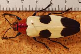 Image of Chrysochroa rugicollis Saunders 1866