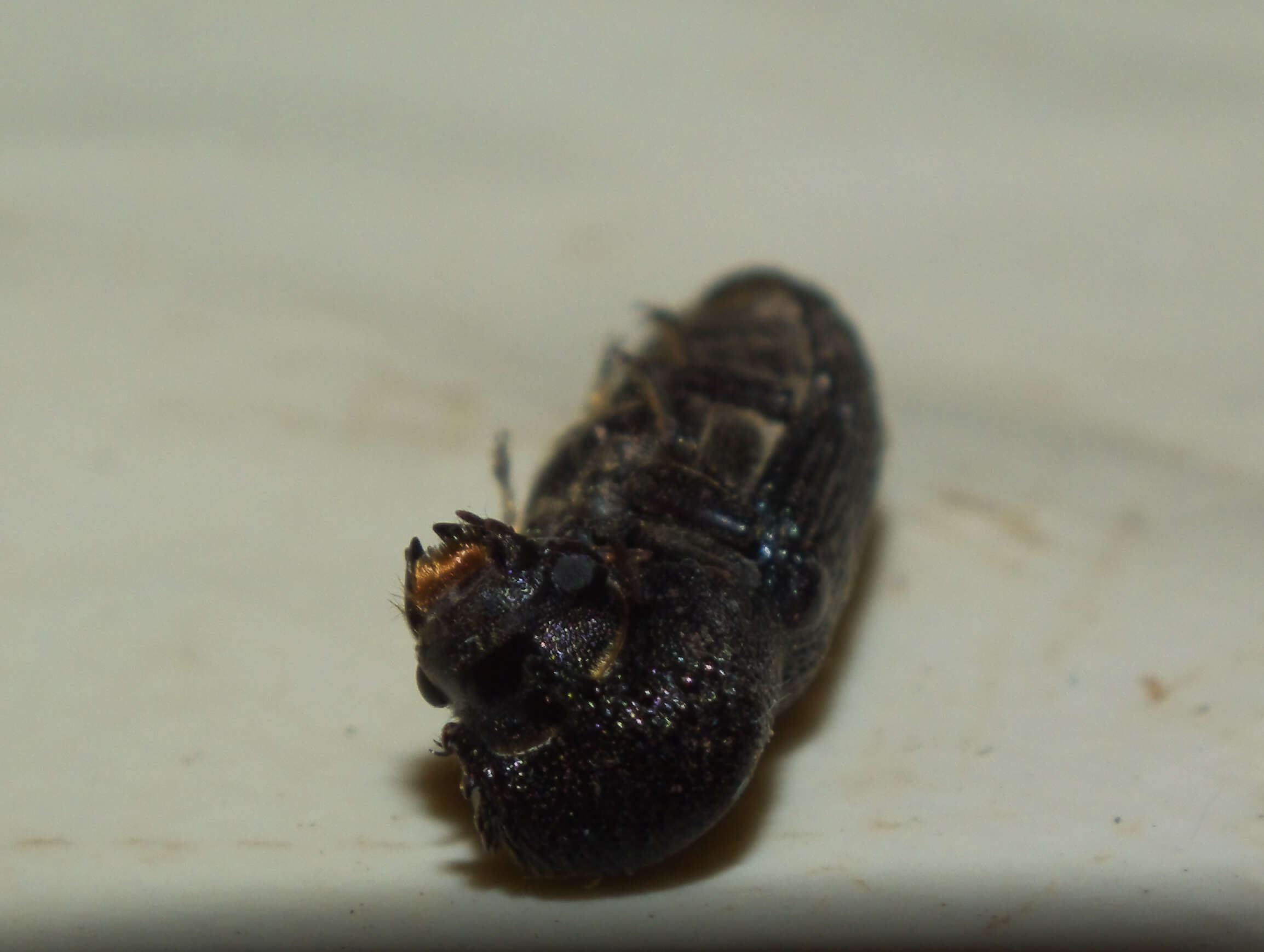 Image of horned powderpost beetles