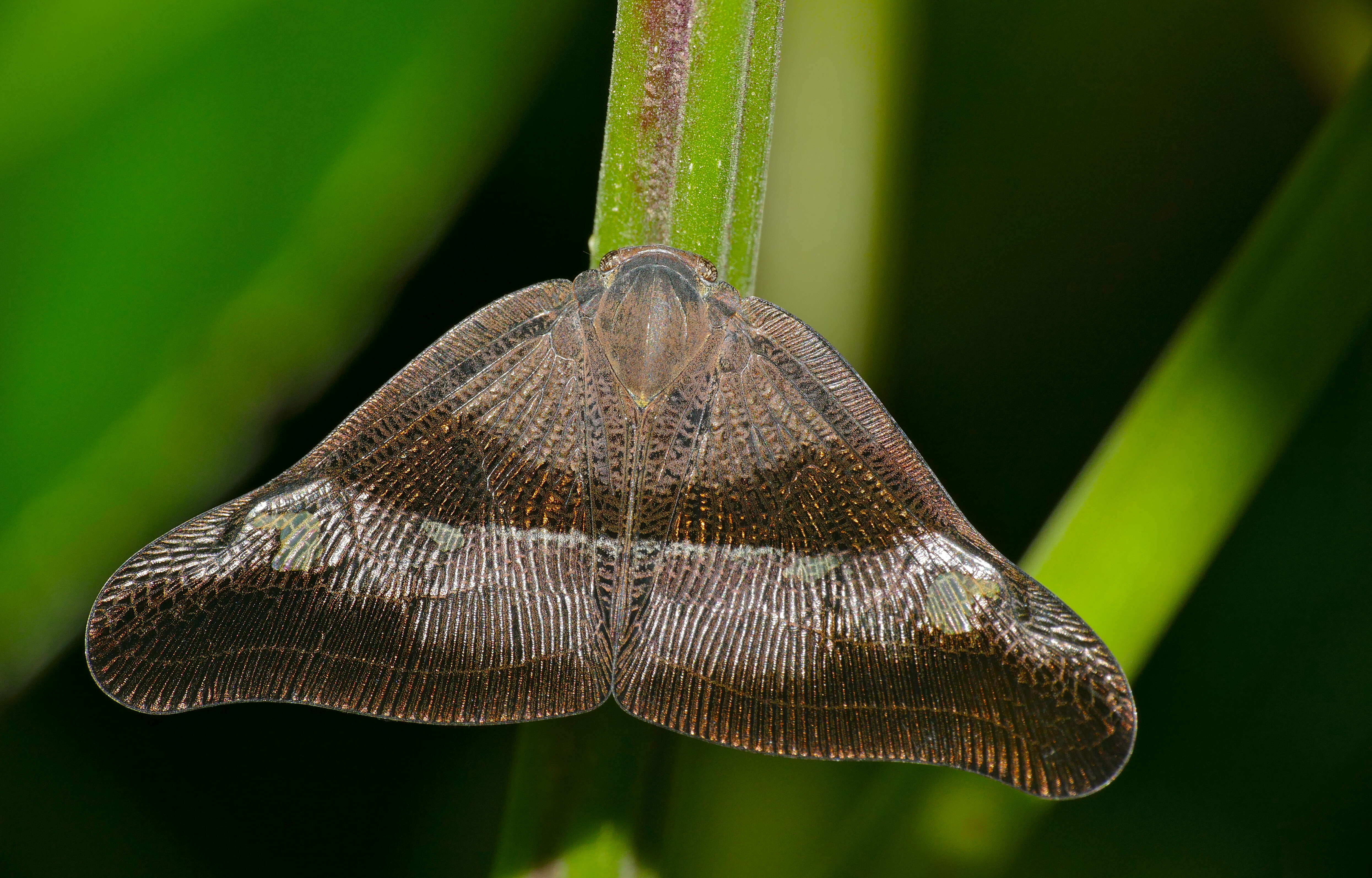 Image of planthoppers