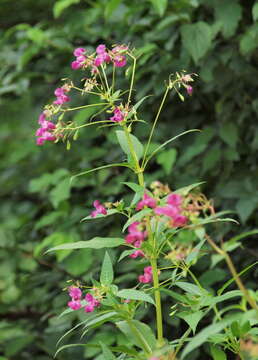 Image of Jewelweeds