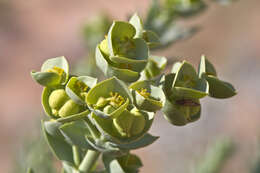 Plancia ëd Euphorbia paralias L.