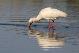 Image of Platalea Linnaeus 1758