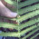 Image of freetip maiden fern