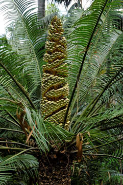 Image of Lepidozamia peroffskyana Regel