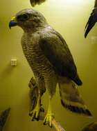 Image of Grey-lined Hawk