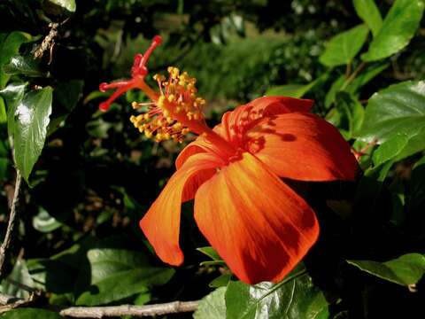 Plancia ëd Hibiscus kokio subsp. saintjohnianus (M. Roe) D. Bates