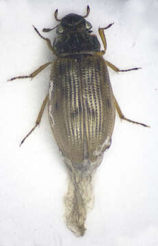 Image of Helophorus (Rhopalohelophorus) brevipalpis Bedel 1881