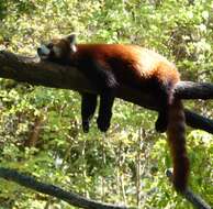 Image of red pandas