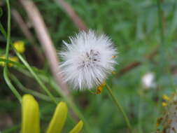 Image of Madagascar ragwort