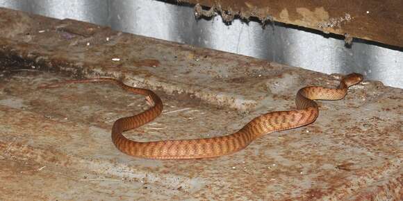 Image of Brown tree snake