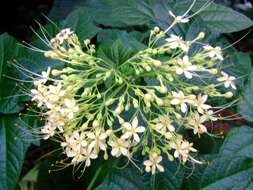 Imagem de Clerodendrum