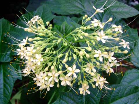 Слика од Clerodendrum paniculatum L.