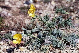 Image of hornpoppy