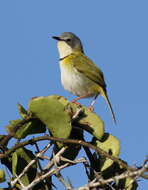 Image of Rudd's Apalis