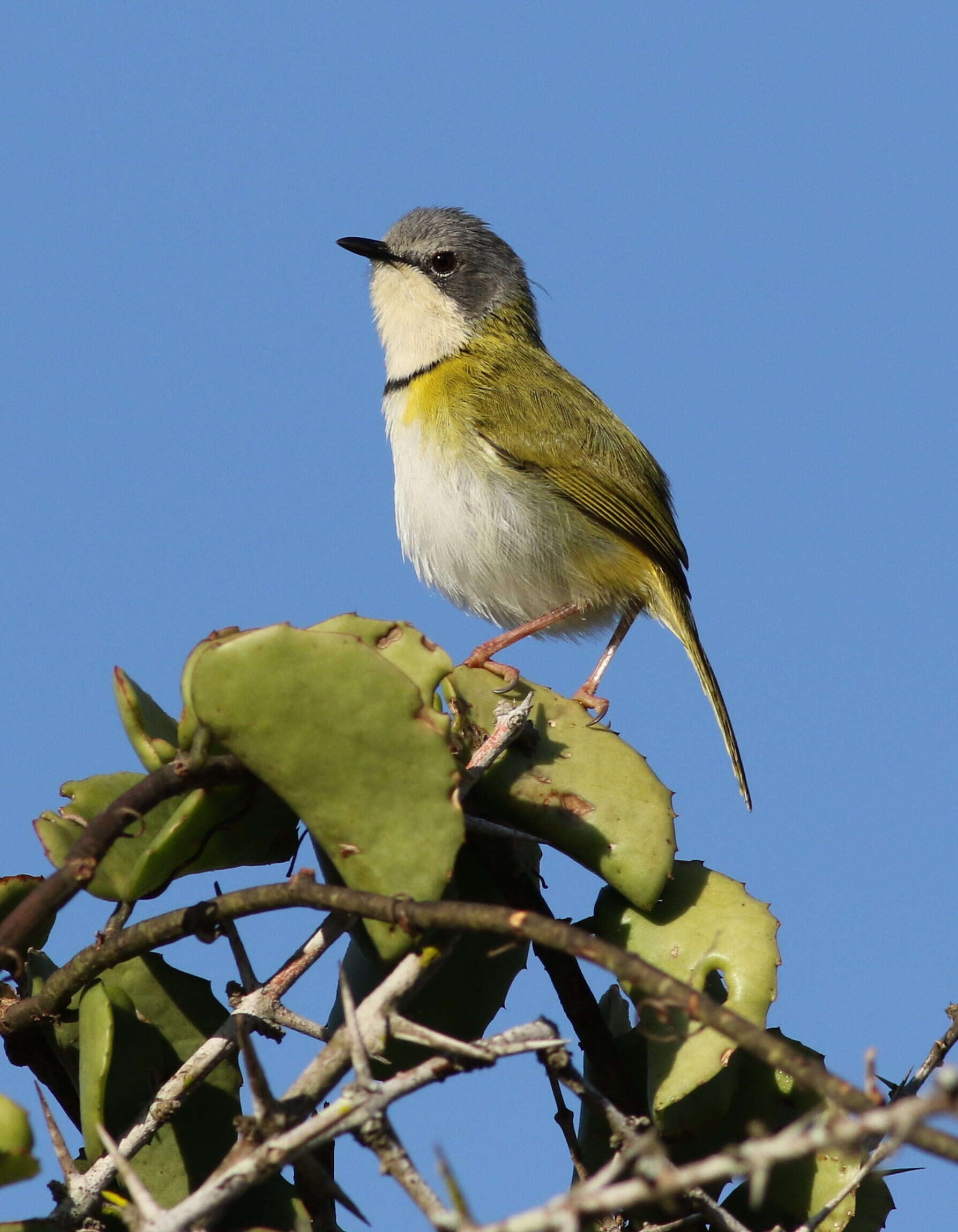 Image of Rudd's Apalis