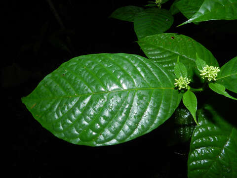 صورة Palicourea acuminata (Benth.) Borhidi