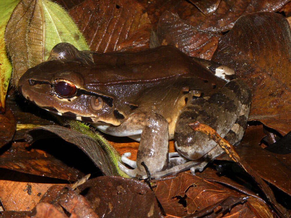 Image of Savage's Thin-toed Frog