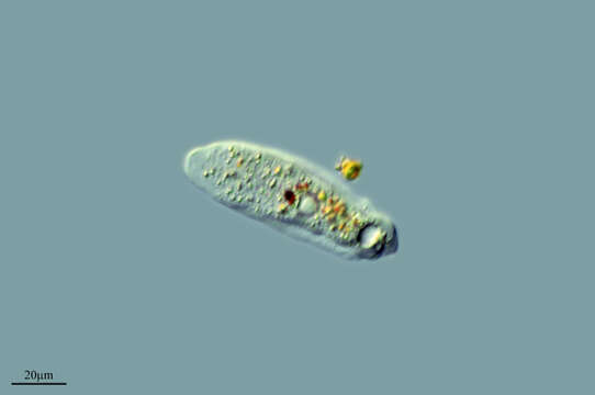 Image of Lepocinclis ovum