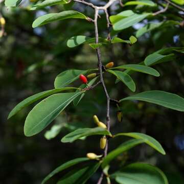 Image de Erythroxylum daphnites Mart.