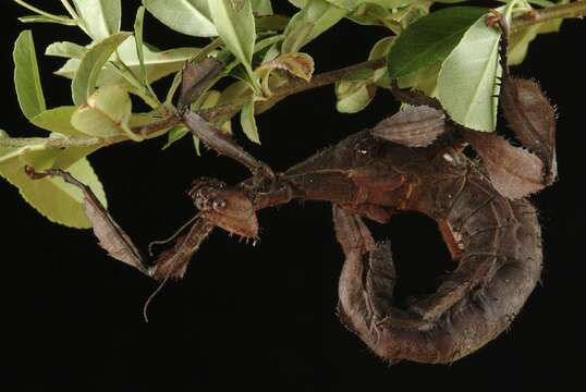 Image of Extatosoma tiaratum (Macleay & W. S. 1826)