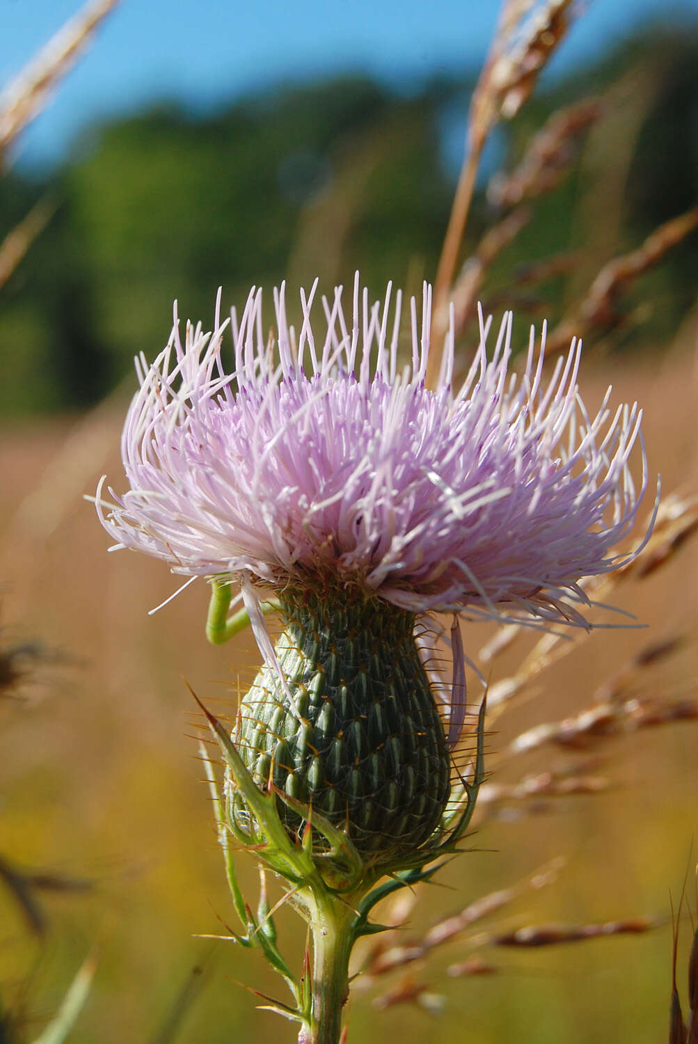 Image of field thistle