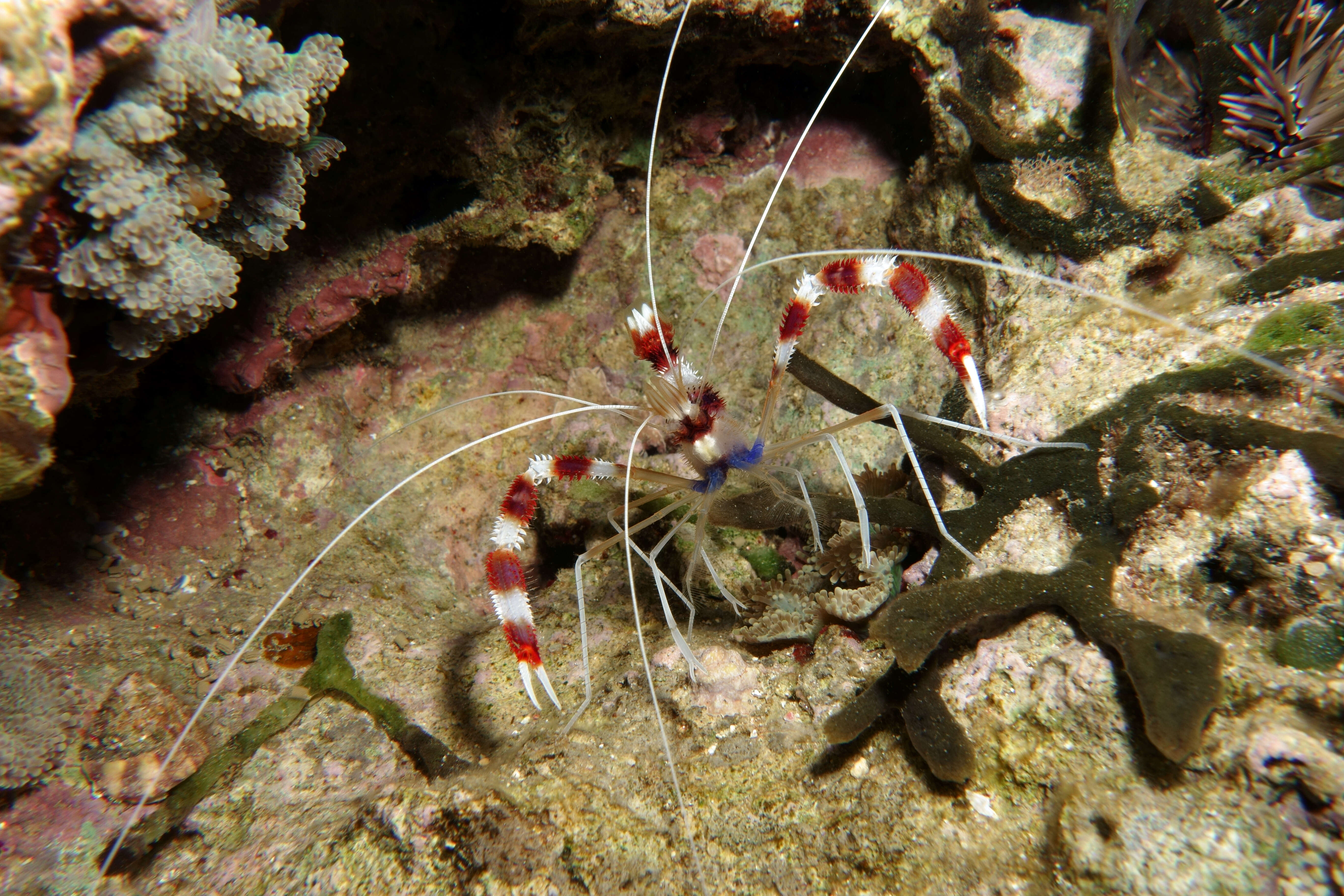 Image of coral shrimps