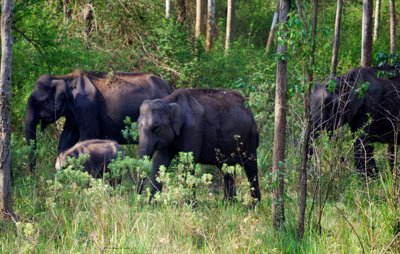 Image of Elephas Linnaeus 1758