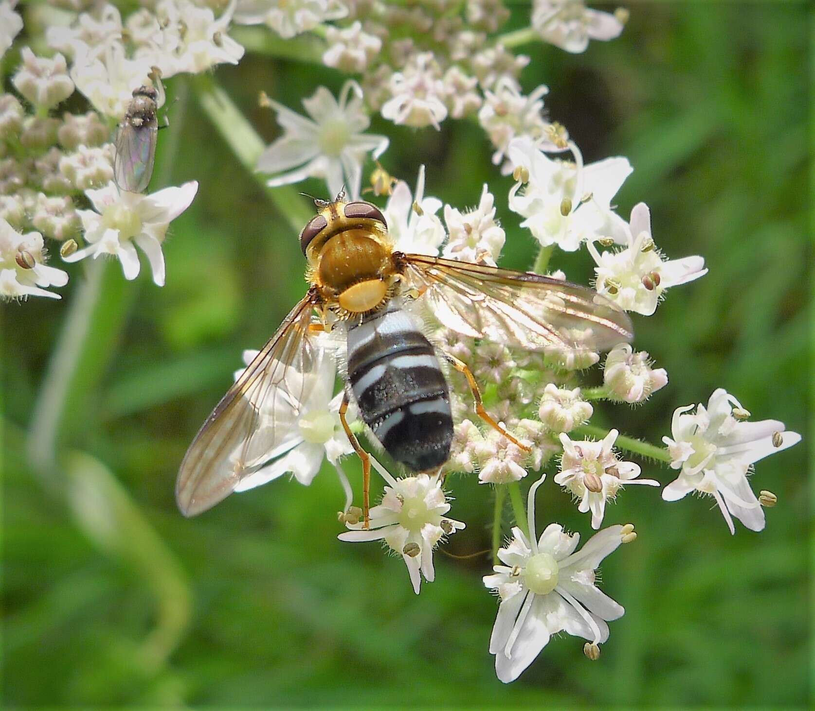 Image of Leucozona glaucia (Linnaeus 1758)