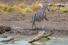 Image of Burchell's Zebra