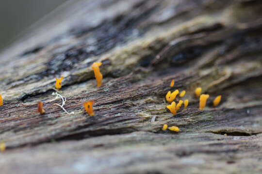 Imagem de Calocera guepinioides Berk. 1845