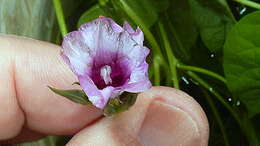 Image of Ipomoea cynanchifolia Meisn.