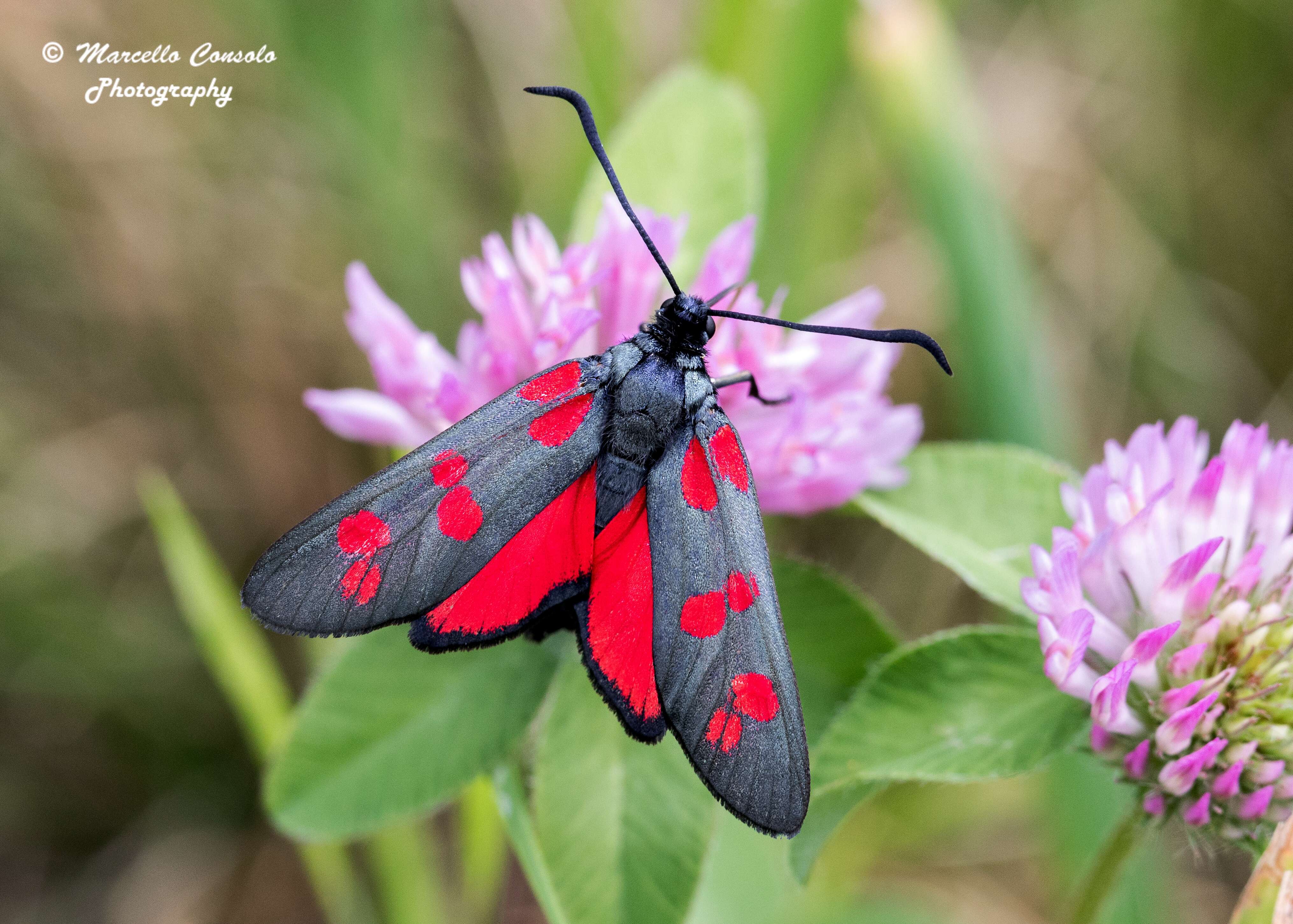 Image of six-spot burnet