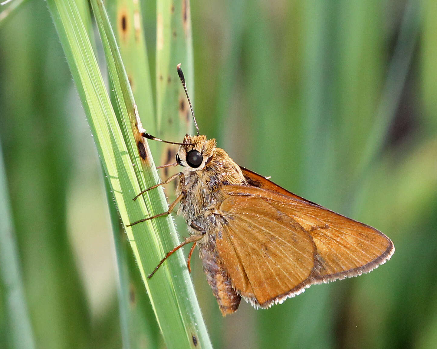 Image of Byssus Skipper