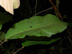 Image of Sloanea zuliaensis Pittier