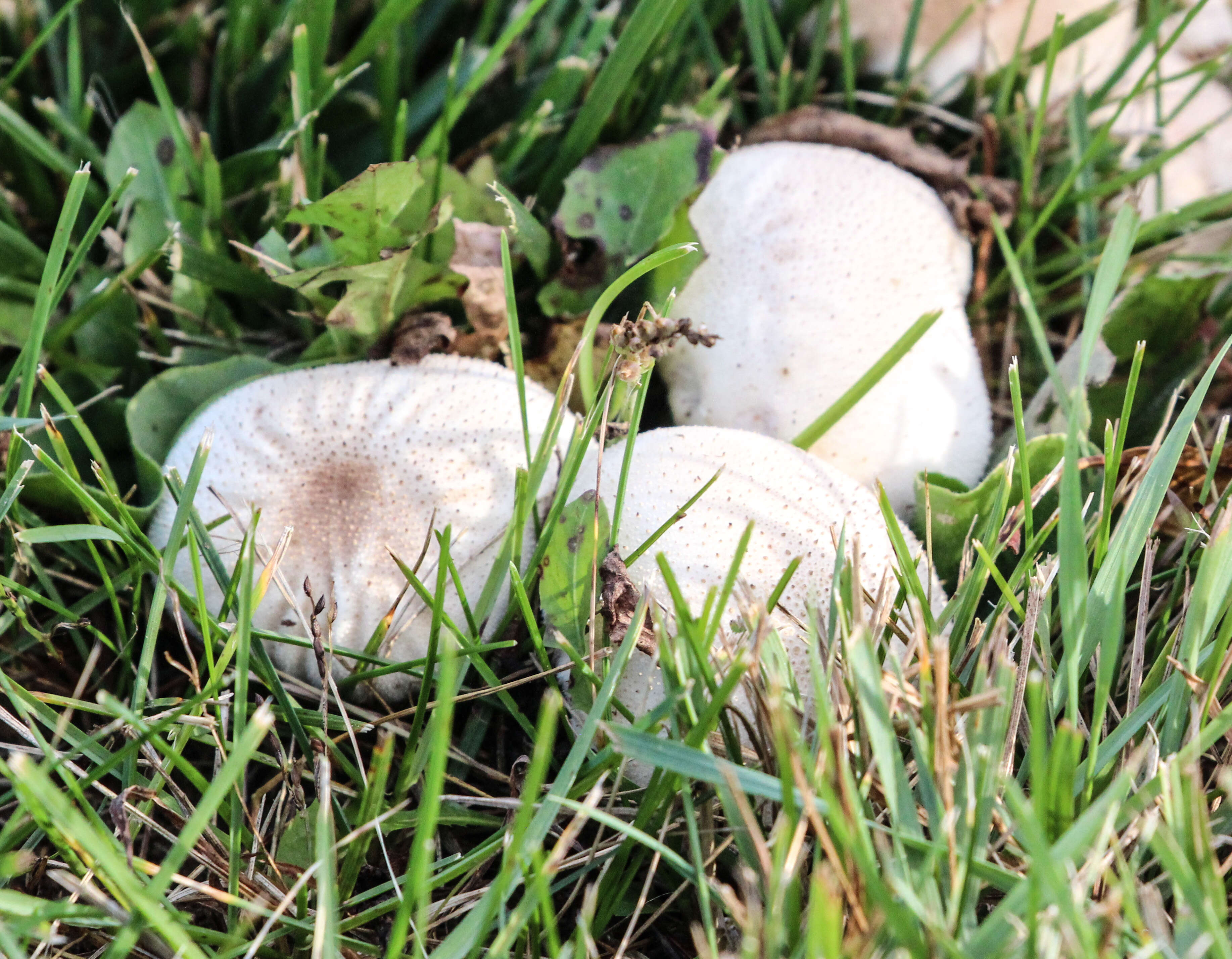 Image of Calvatia