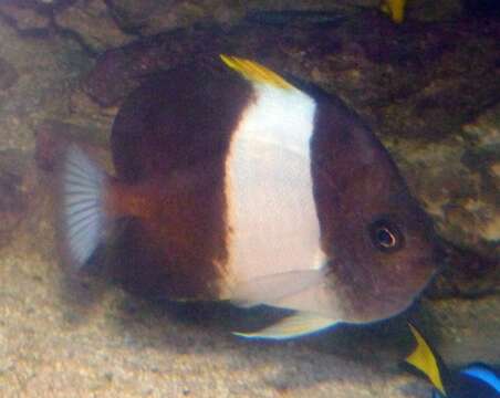 Image of Black Pyramid Butterflyfish