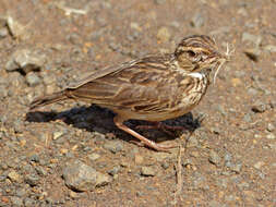 Image of Sabota Lark