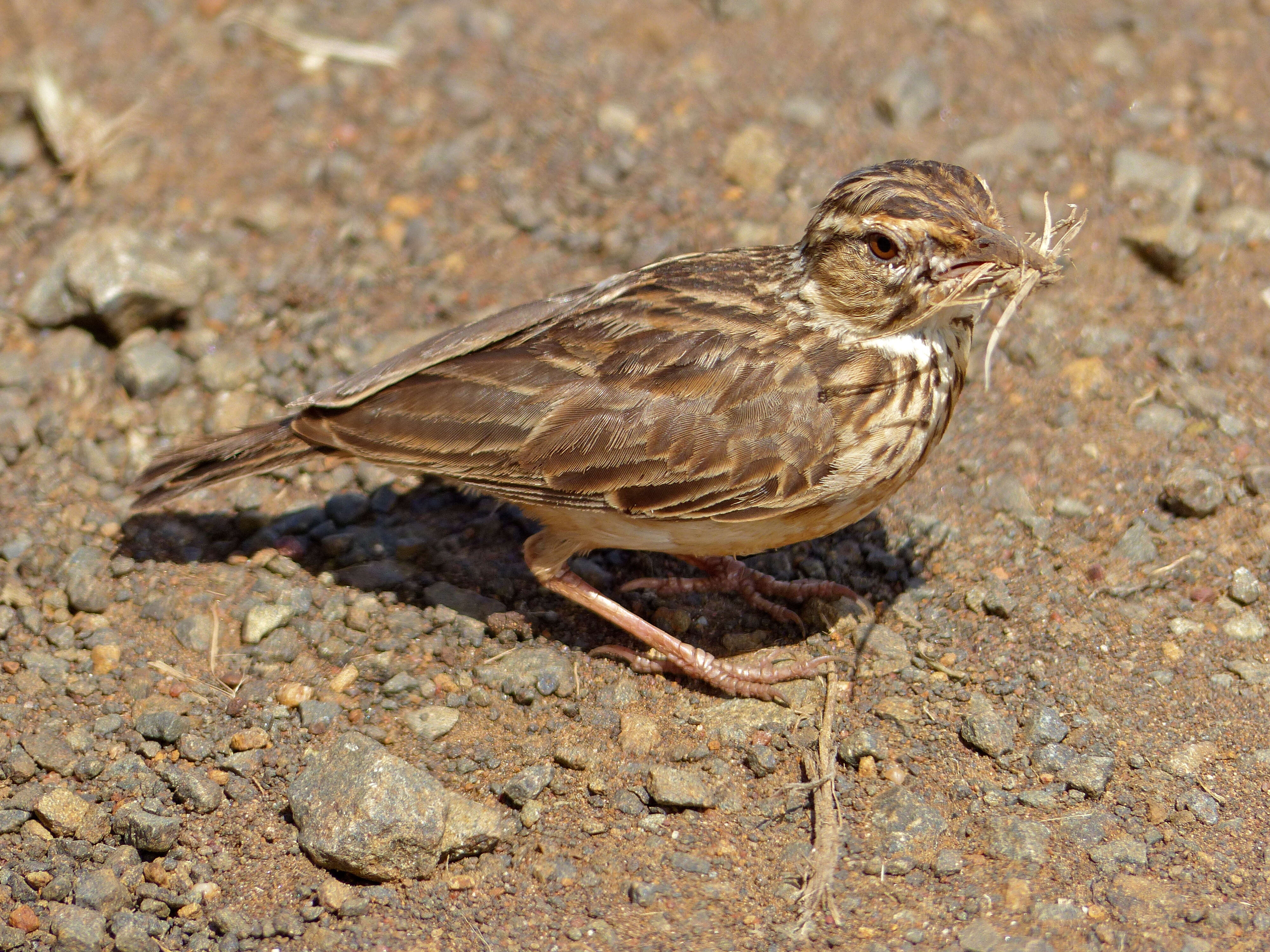 Image of Sabota Lark