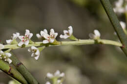 Image of Leptomeria