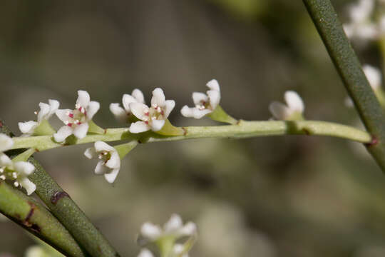 Image of Leptomeria drupacea (Labill.) Druce