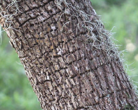 Image of Sapsucker