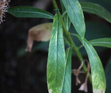 Image of Lobelia nicotianifolia Roth