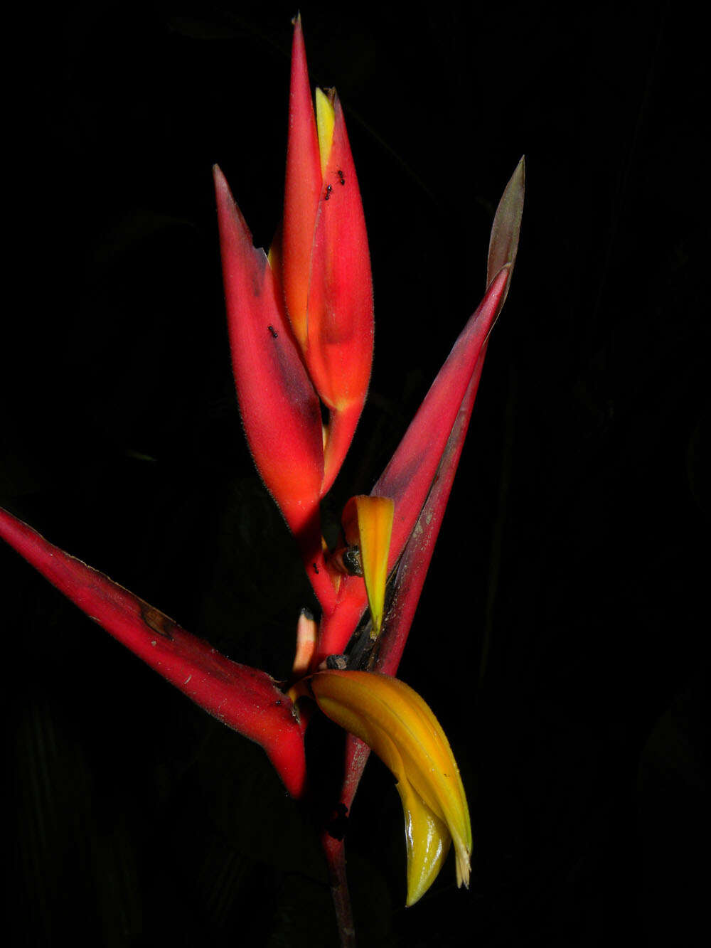 Image of Heliconia osaensis Cufod.