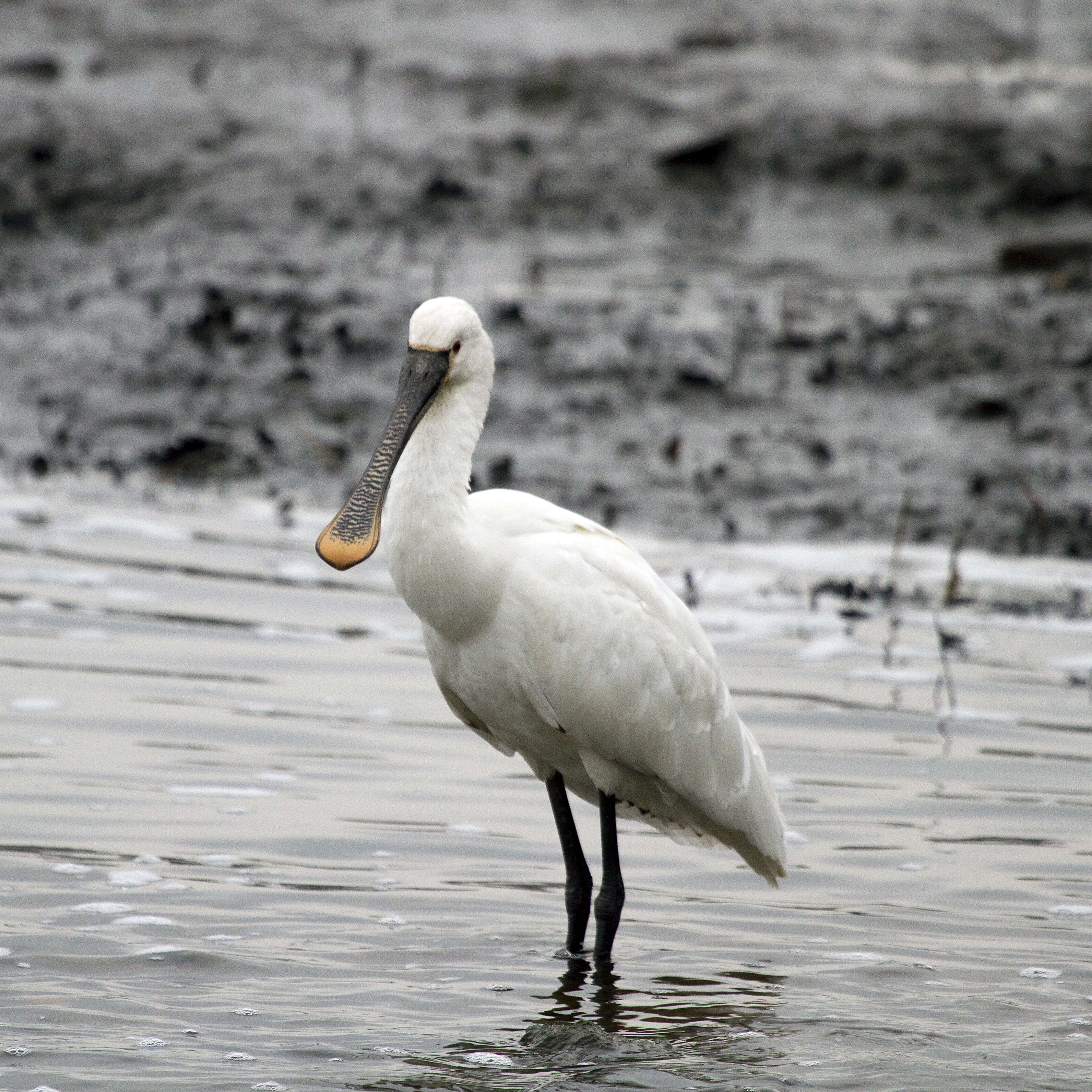 Image of spoonbill, eurasian spoonbill