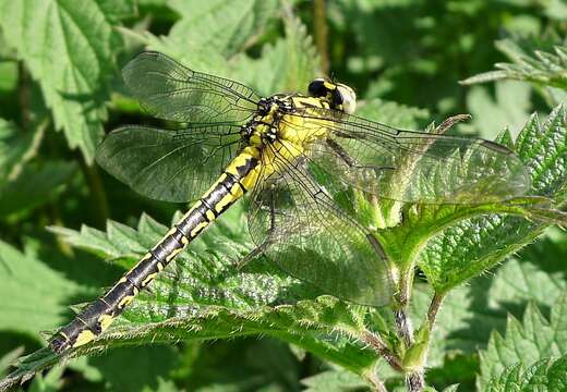 Image of Club-tailed Dragonfly