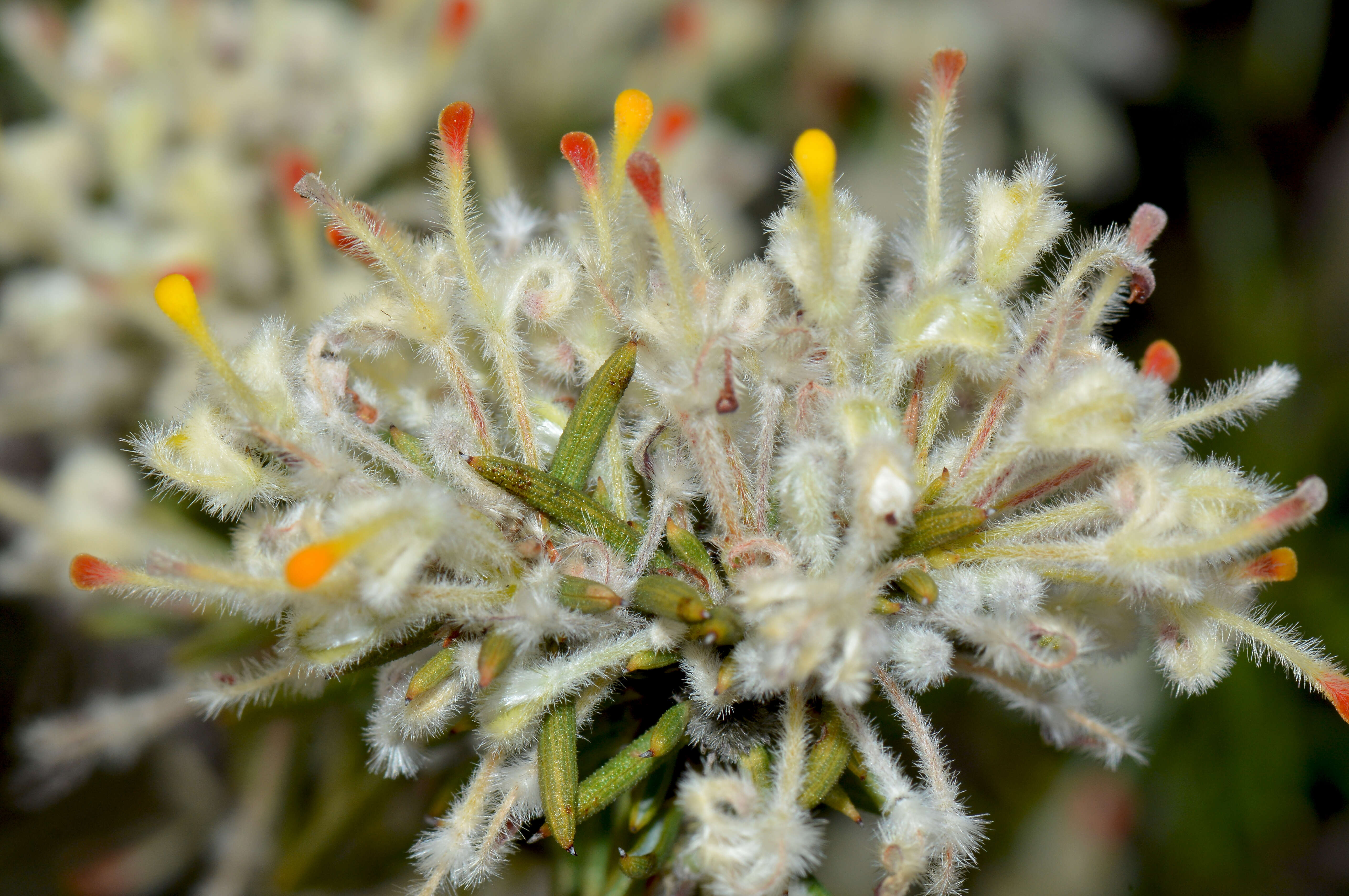 Image of Grevillea uncinulata Diels ex Diels & Pritz.