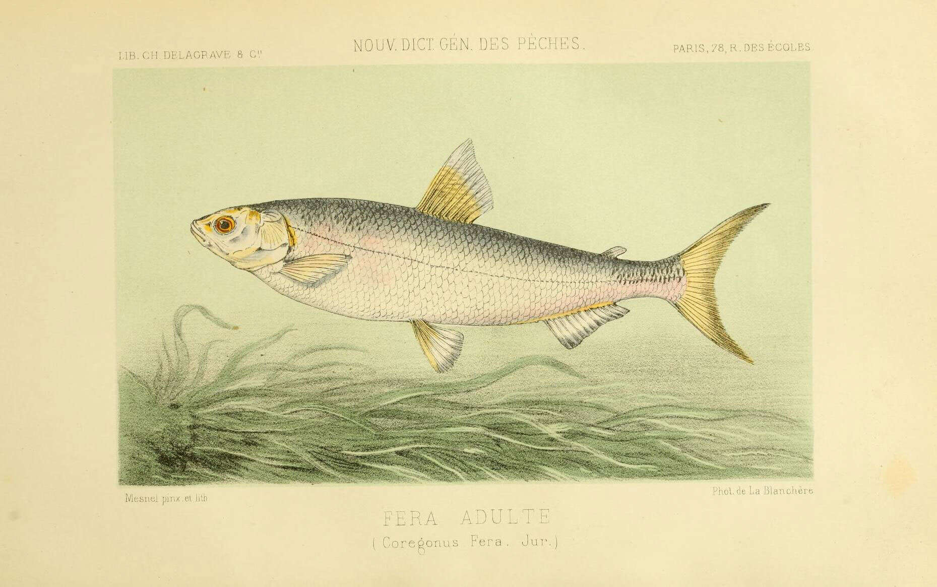 Image of Coregonus fera Jurine 1825