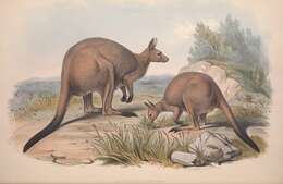 Macropus subgen. Macropus Shaw 1790 resmi