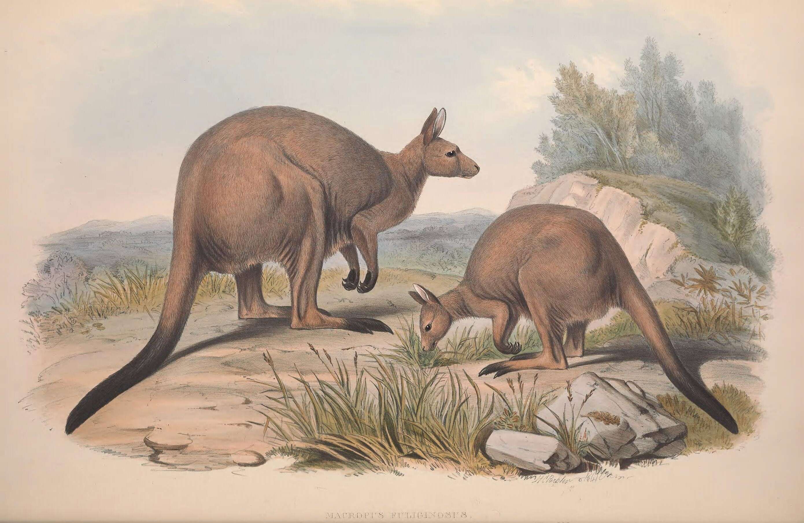 Macropus fuliginosus (Desmarest 1817) resmi