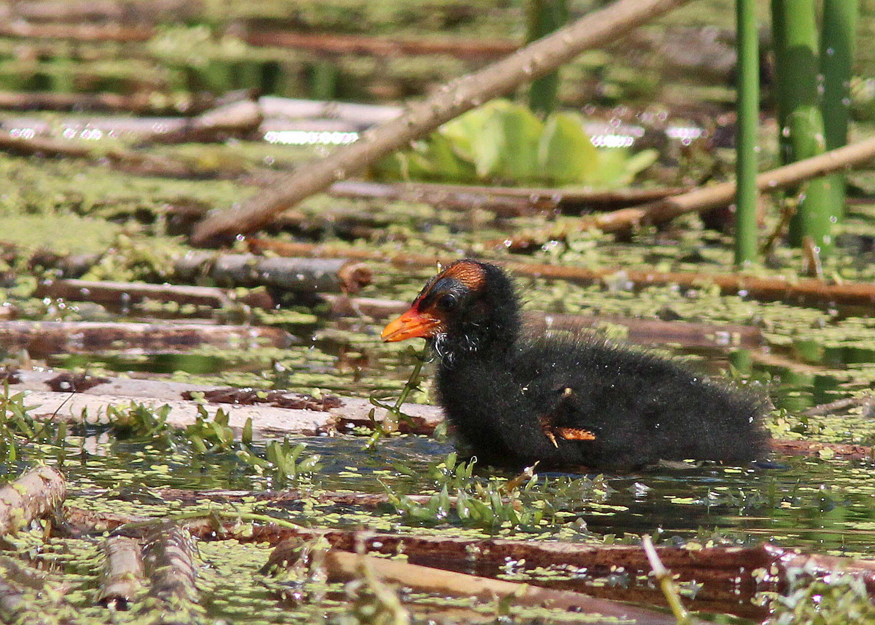 Image of Common Gallinule